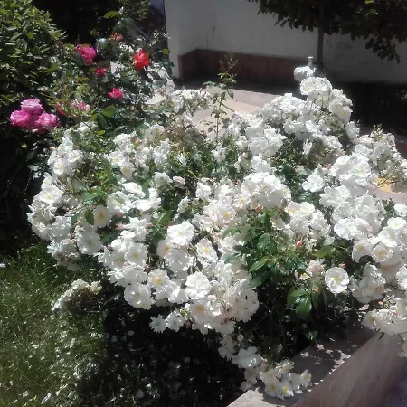 Hotel Aleksievata Kashta 3*